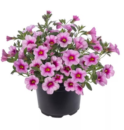 КАЛИБРАХОЕ КАСКАДНО  Callie Pink with Eye (4172)